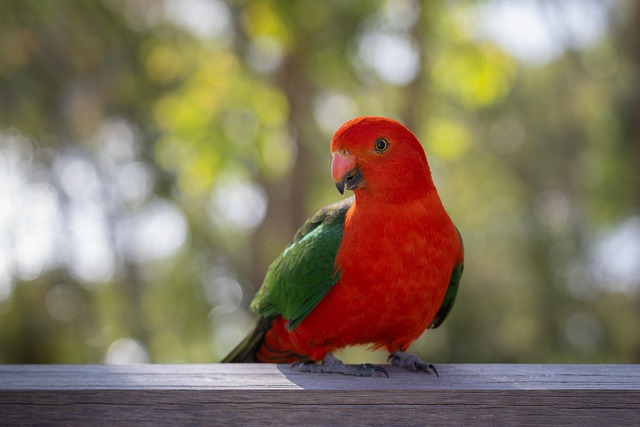 australian-king-parrot-8345064_640