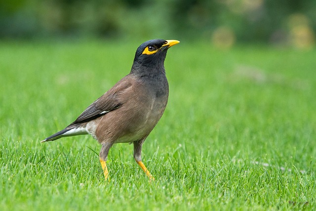 common-myna-1367119_640