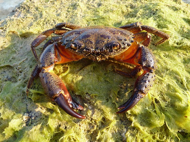 crab-63016_640