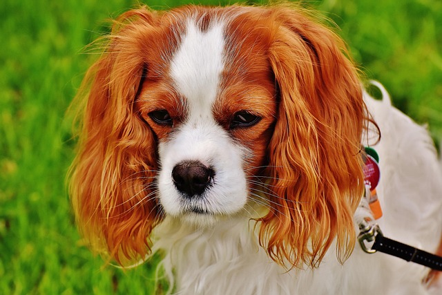 dog-1606600_640