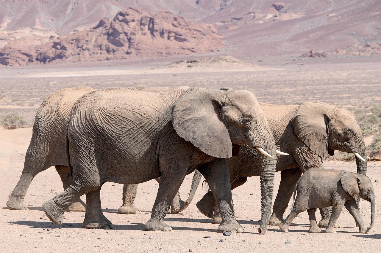 elephants-9175178_1280