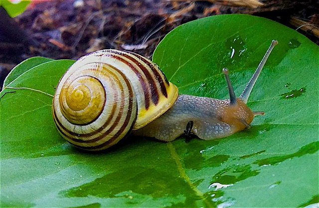 garden-snail-1124028_640