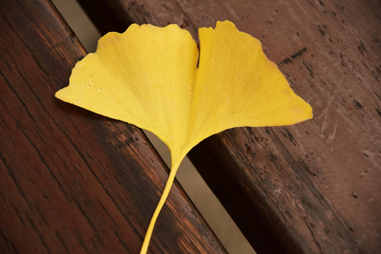 ginkgo-1804073_1280