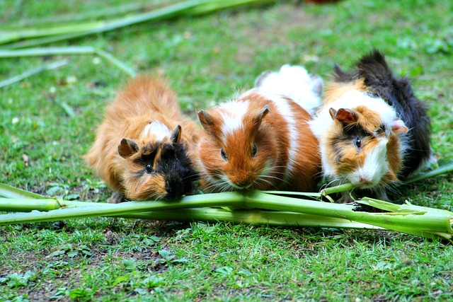 guinea-pig-208438_640