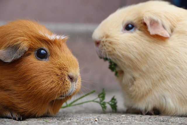 guinea-pig-5287749_6401