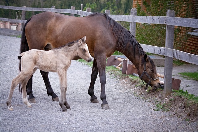 horse-5132639_640