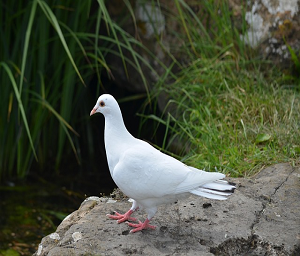 pet_images-bird4