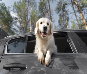 pet_images-dog_on_car