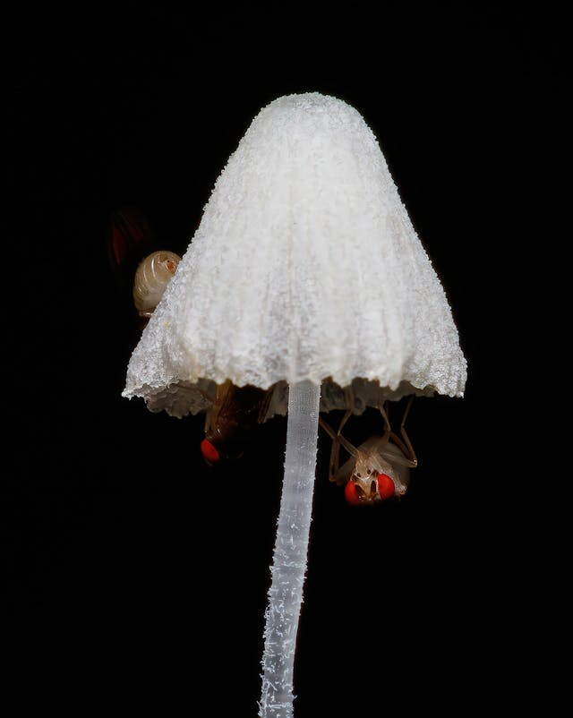 pexels-cassius-cardoso-927917183-27351099