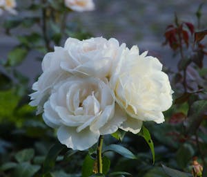 pexels-gosia-k-23254118-33988794