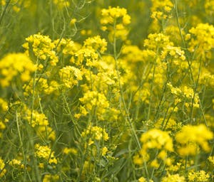 pexels-haberdoedas-32460016