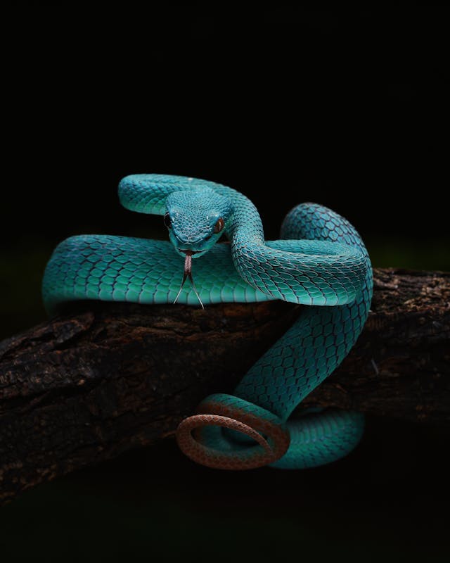 pexels-hengga-wang-2148790340-33669086