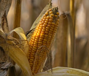 pexels-henning-roettger-640683-106994861