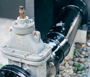 pexels-markus-winkler-1430818-13726337