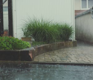 pexels-markusspiske-115835