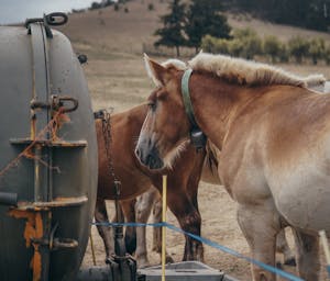 pexels-marti-bertran-386435747-14694404