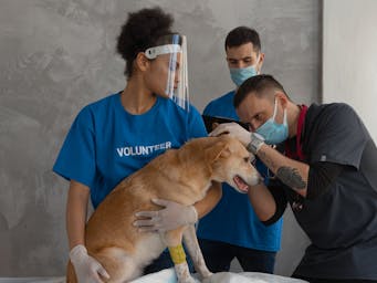 pexels-mikhail-nilov-7474851