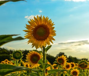 pexels-natalia-kretinina-2535850-4942355