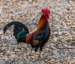 pexels-paul-harrison-120533984-9873884