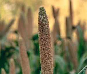 pexels-ranjeet-chauhan-485922-16977457