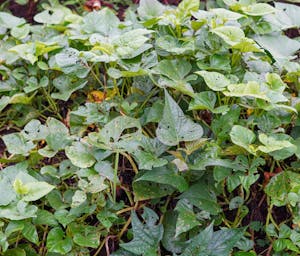 pexels-robbif-28214236