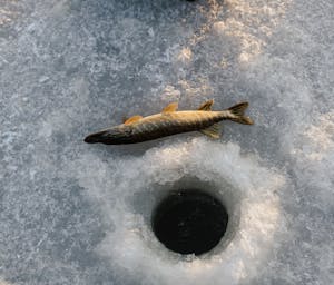 pexels-tima-miroshnichenko-68309751