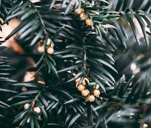 pexels-wojtekpaczes-15576028