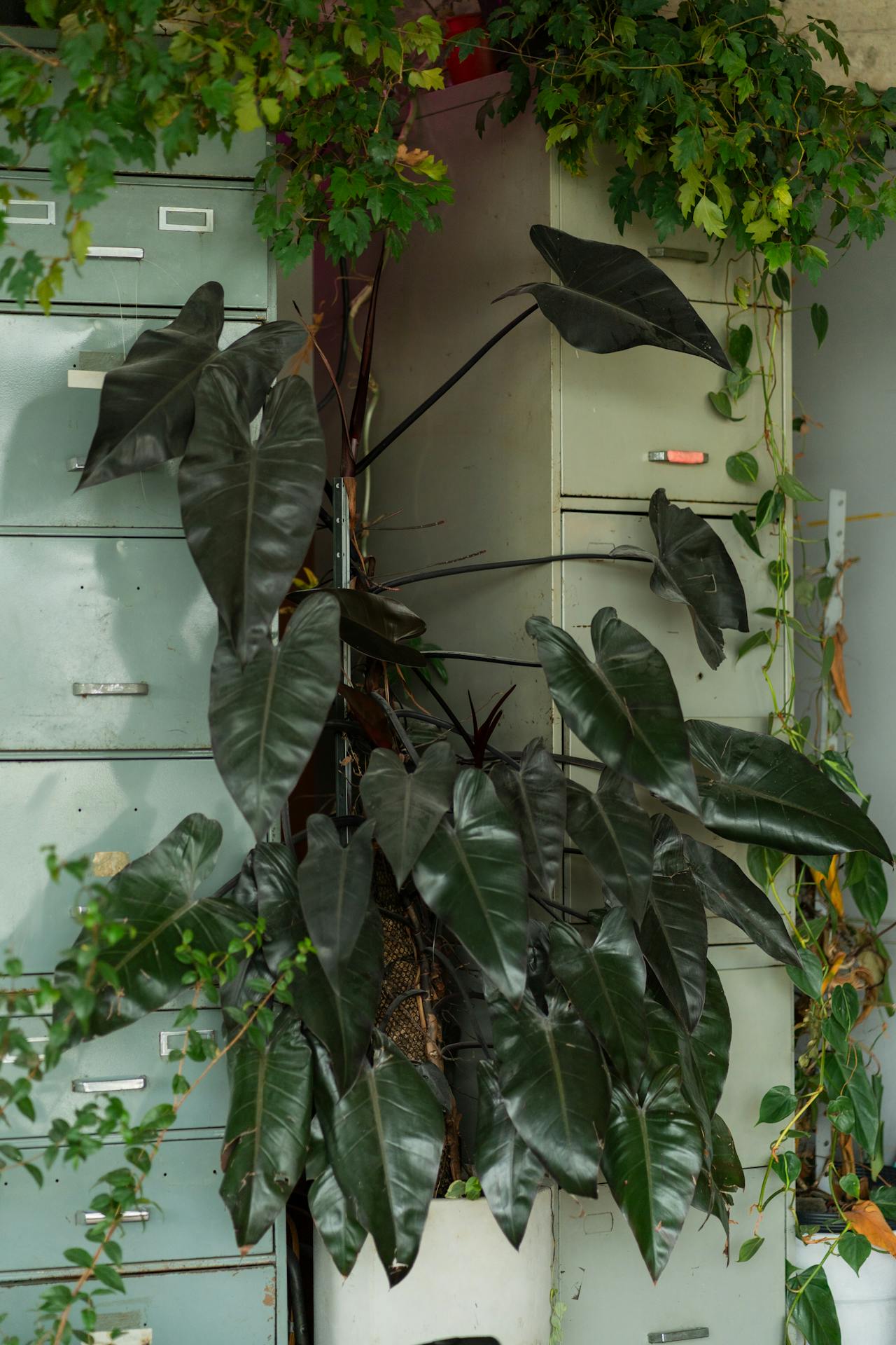 pexels-wolfart-32363112