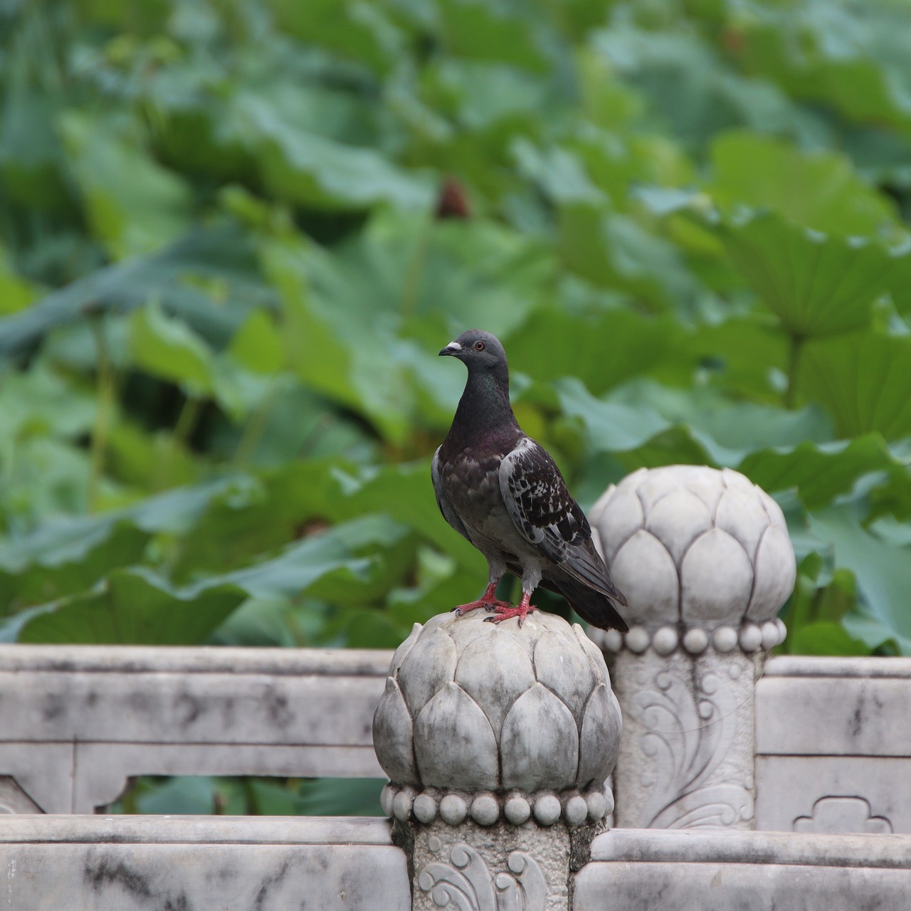 pigeon-6656630_1280