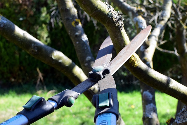 pruning-shears-4964455_640