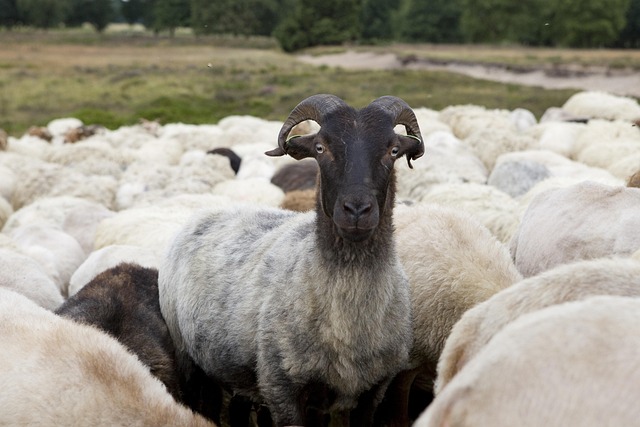 sheep-4495671_640