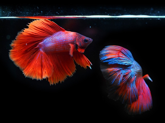 siamese-fighting-fish-6542427_640
