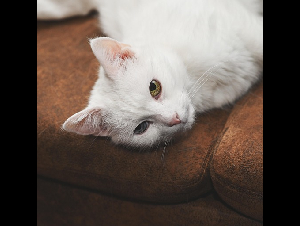 animal-7148487_640