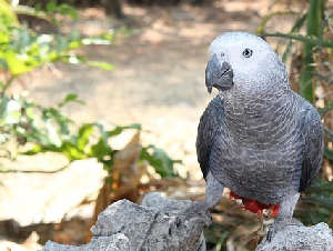 bird-2833103_640