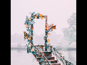 buttterfly-8019730_1280