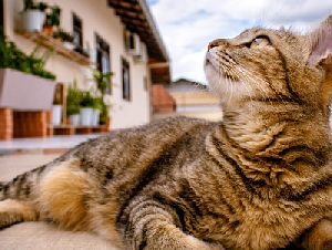 cat-1282309_6401