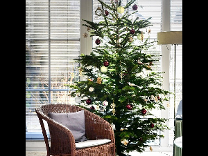 christmas-tree-6882427_640