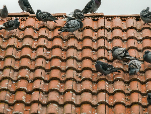 didgeman-pigeons-949992_19201