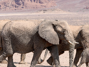 elephants-9175178_1280