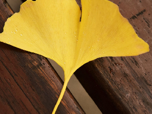 ginkgo-1804073_1280