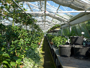 greenhouse-2499758_1280