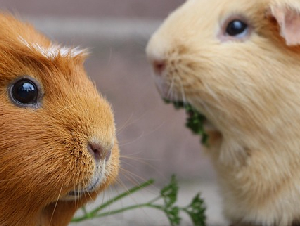 guinea-pig-5287749_6401