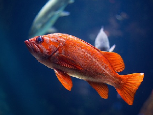 orange-2561097_640