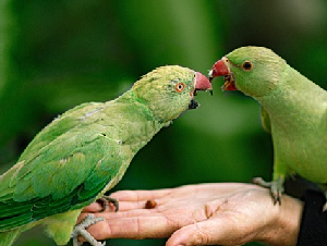 parrots-5350976_640