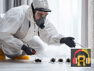 Pest Control Services When and Why You Need Them