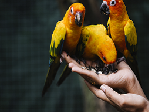 pet_images-bird