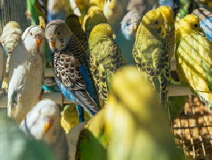 pet_images-bird1