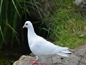 pet_images-bird4