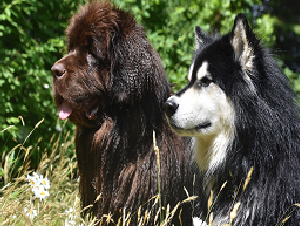 pet_images-dog