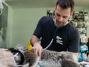 pexels-ifaw-54870671